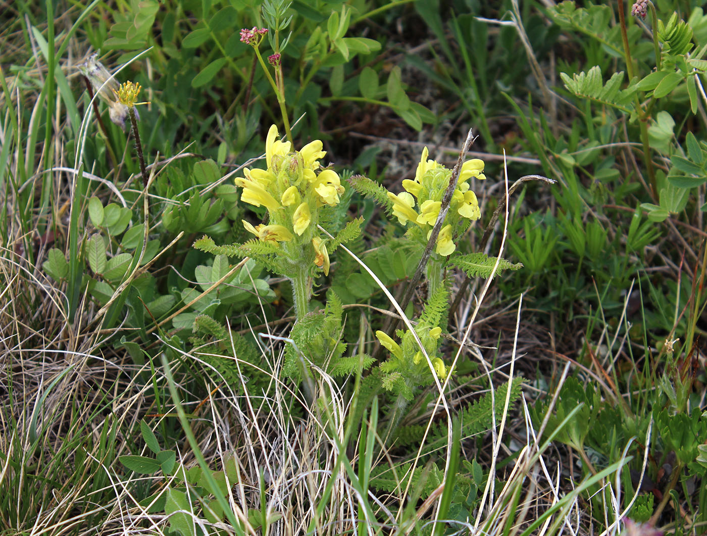 Image of Pedicularis sibthorpii specimen.