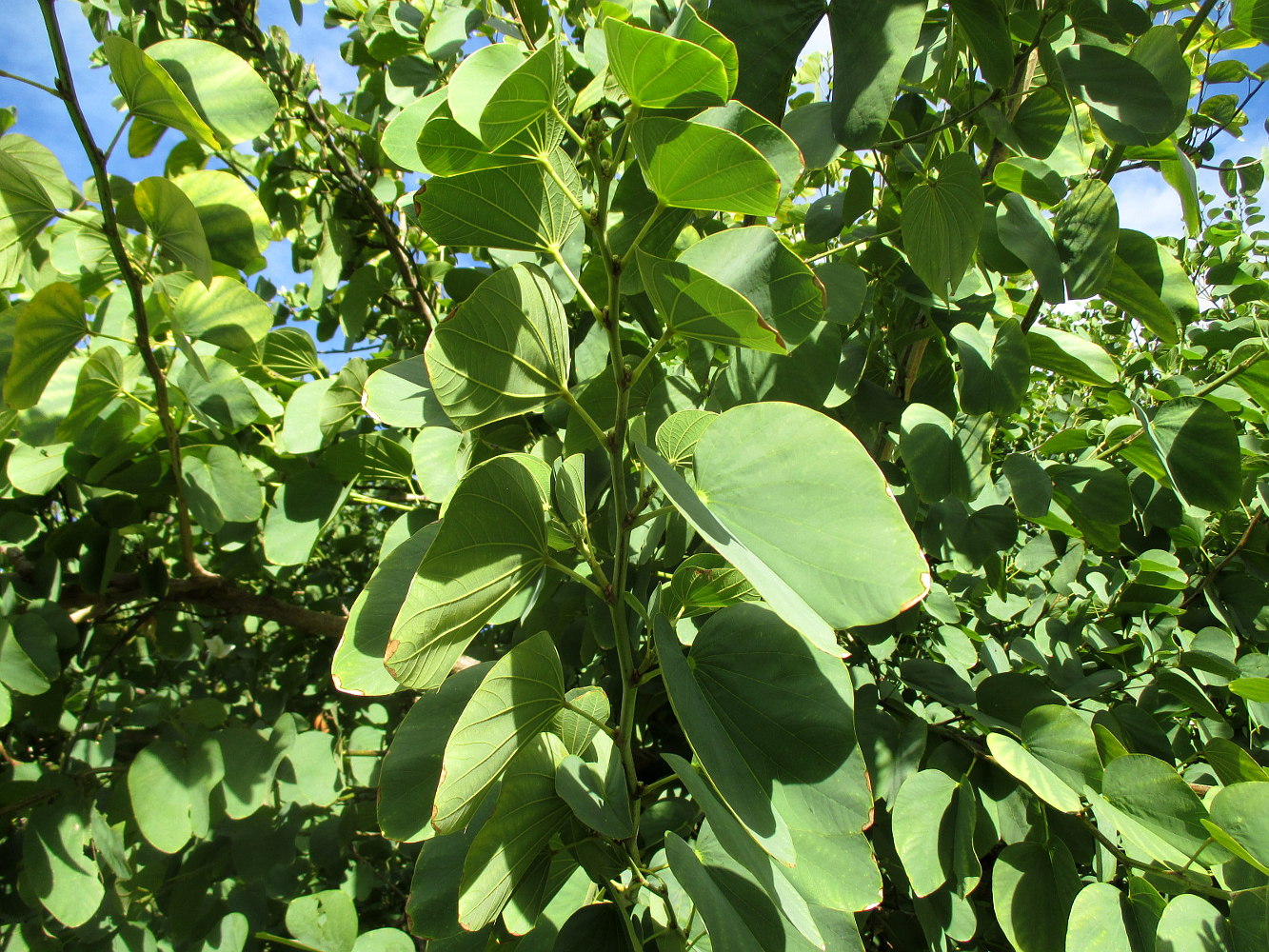 Image of Bauhinia variegata specimen.