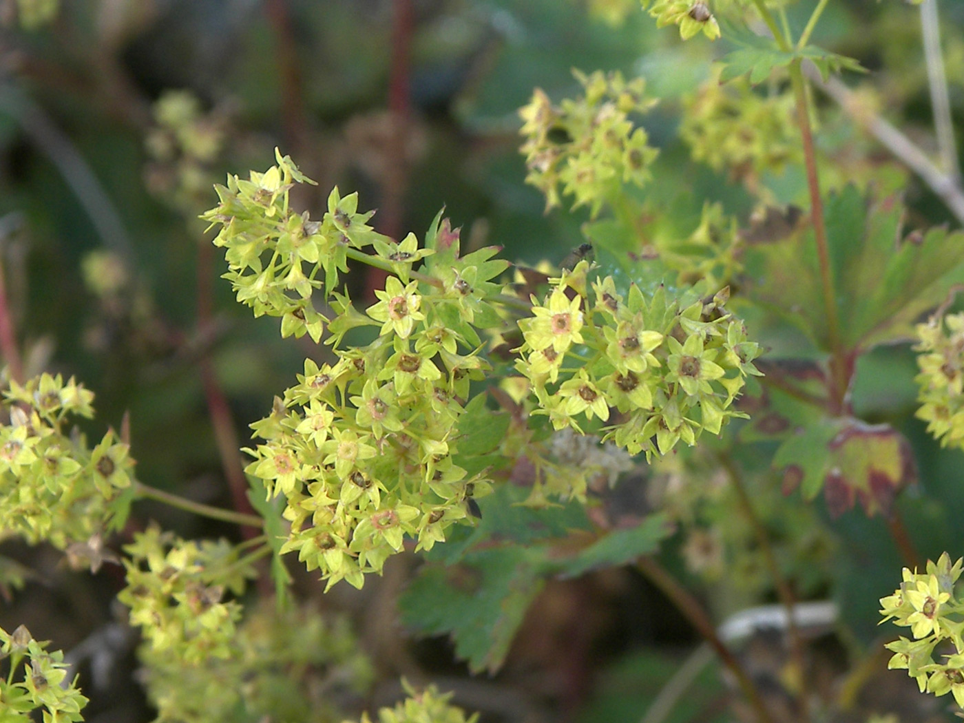 Image of Alchemilla retinervis specimen.