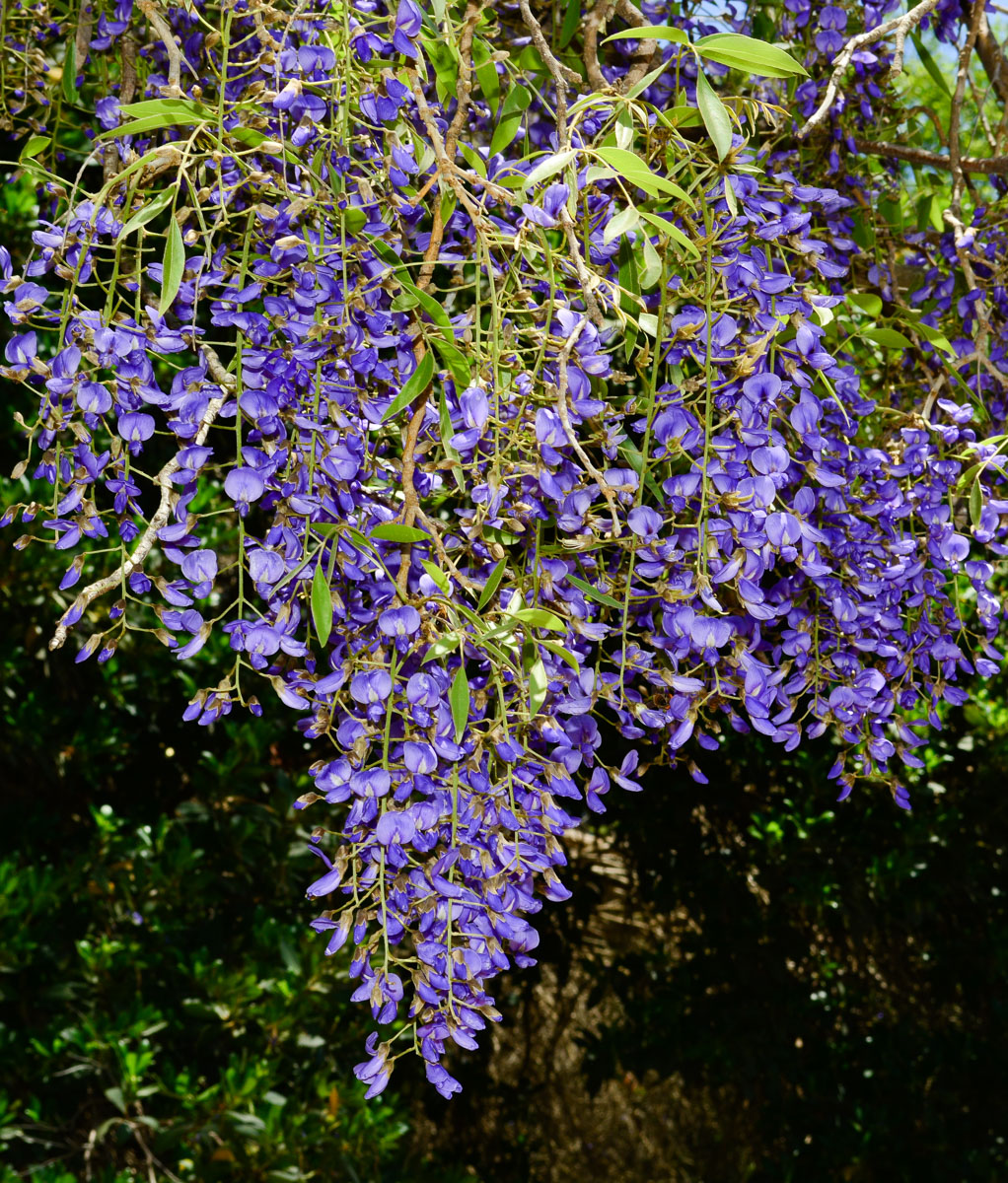 Image of Bolusanthus speciosus specimen.