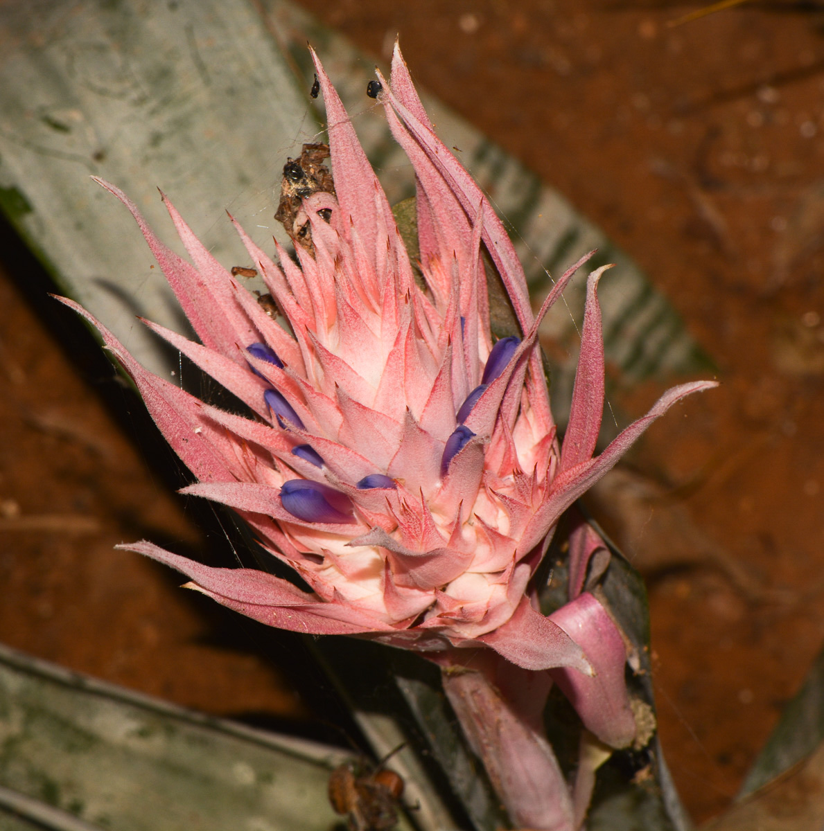 Image of Aechmea fasciata specimen.