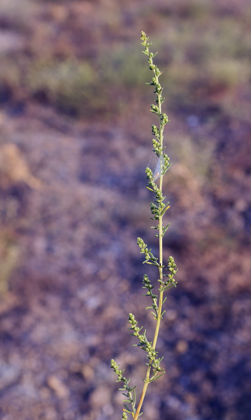 Image of Artemisia arenaria specimen.