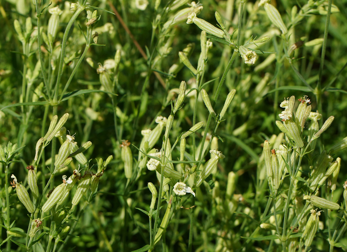 Image of Silene amoena specimen.