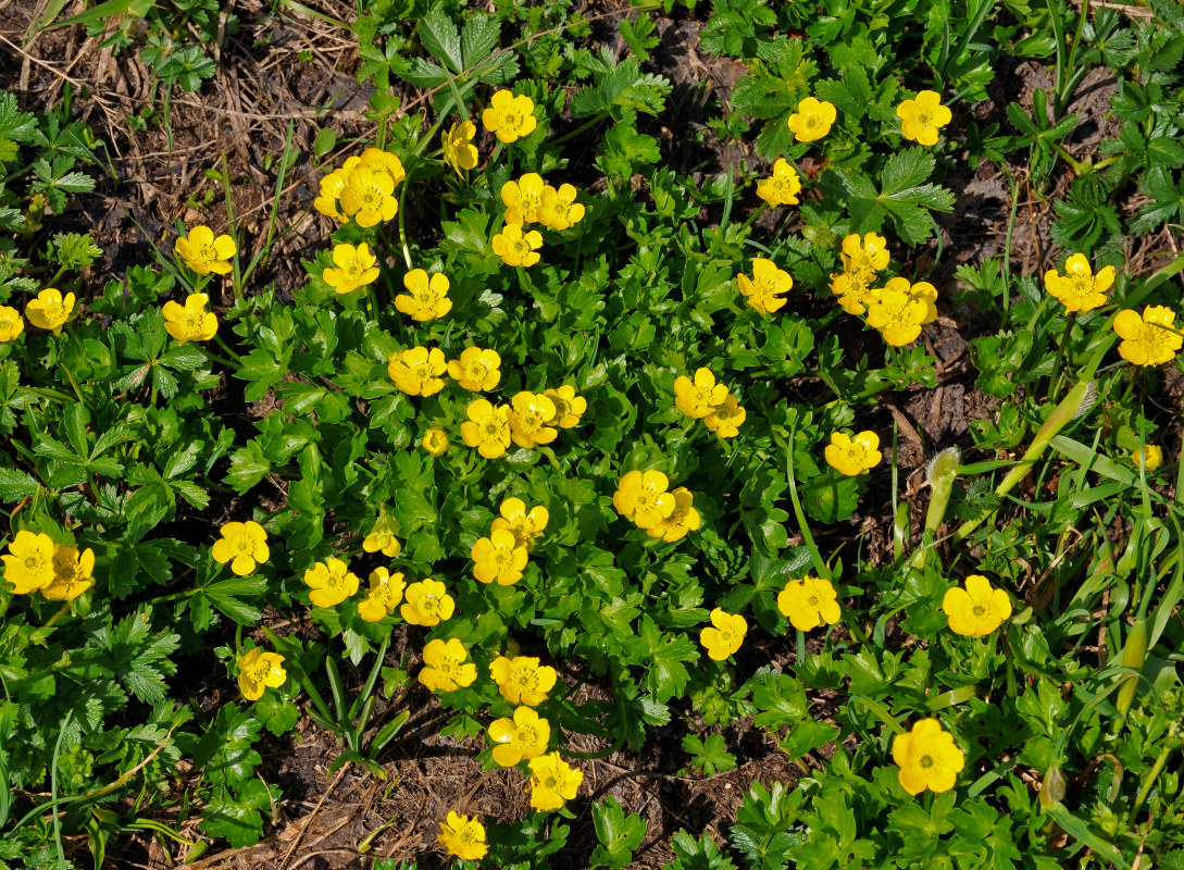 Image of Ranunculus brachylobus specimen.