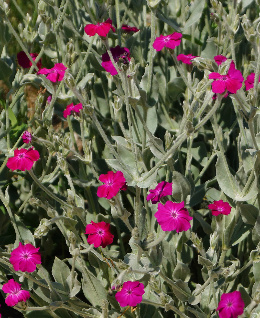 Image of Lychnis coronaria specimen.