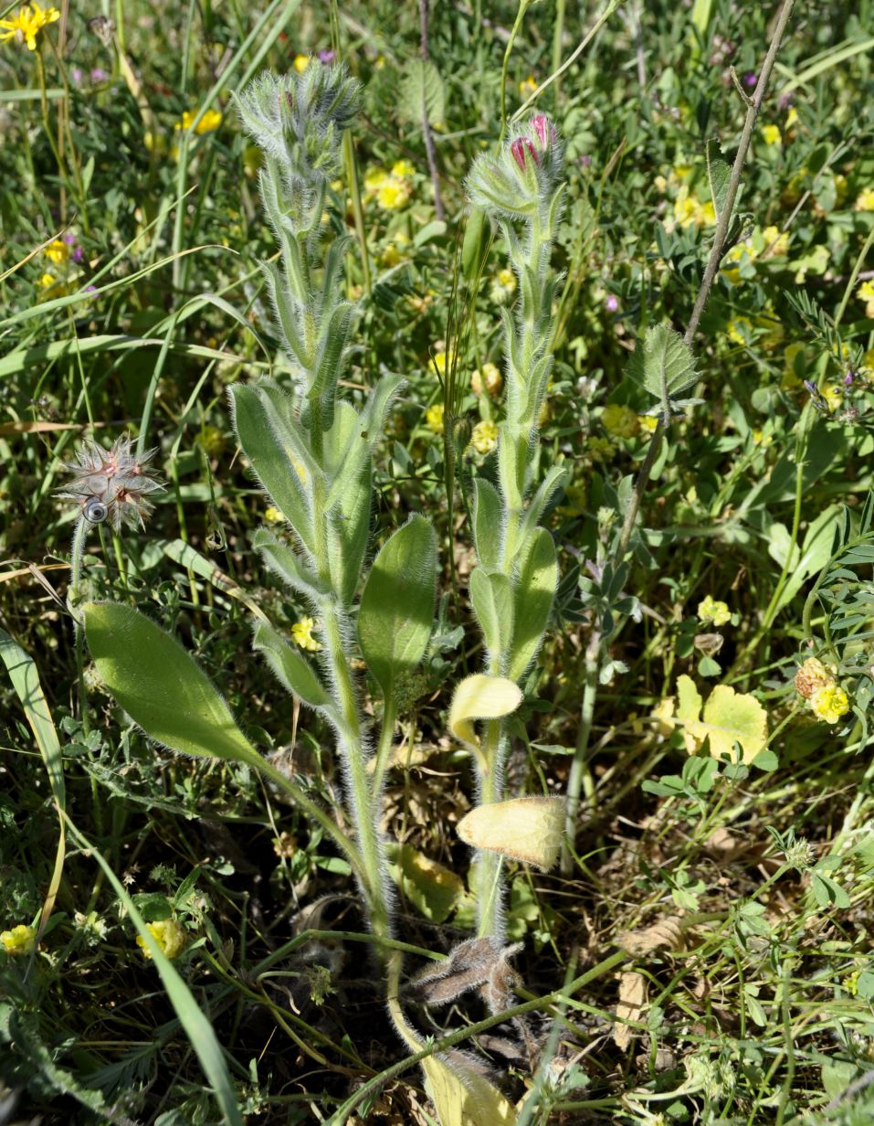 Image of Echium plantagineum specimen.