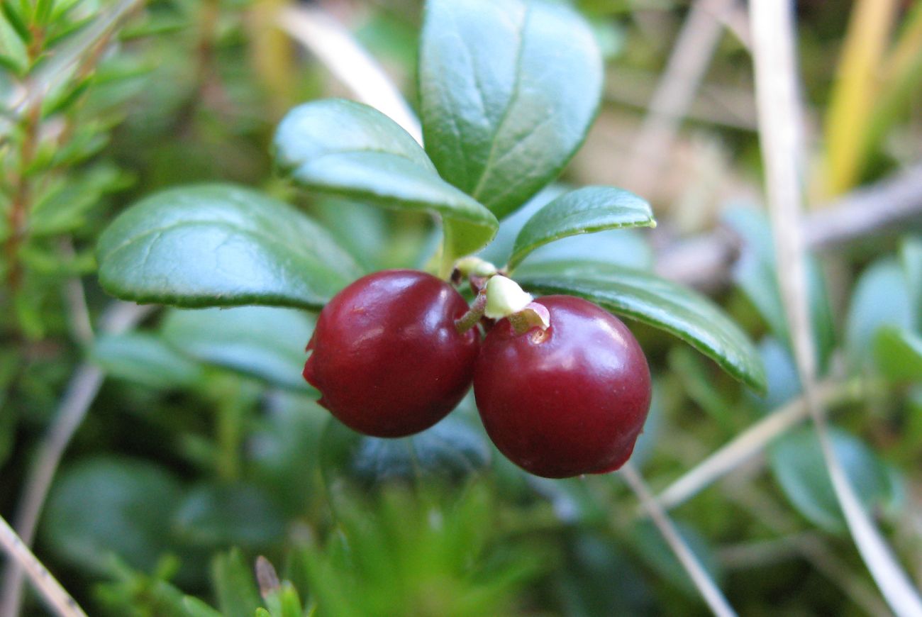 Image of Vaccinium vitis-idaea specimen.