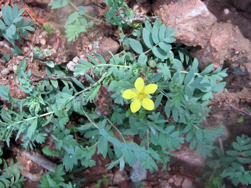 Изображение особи Potentilla bifurca.