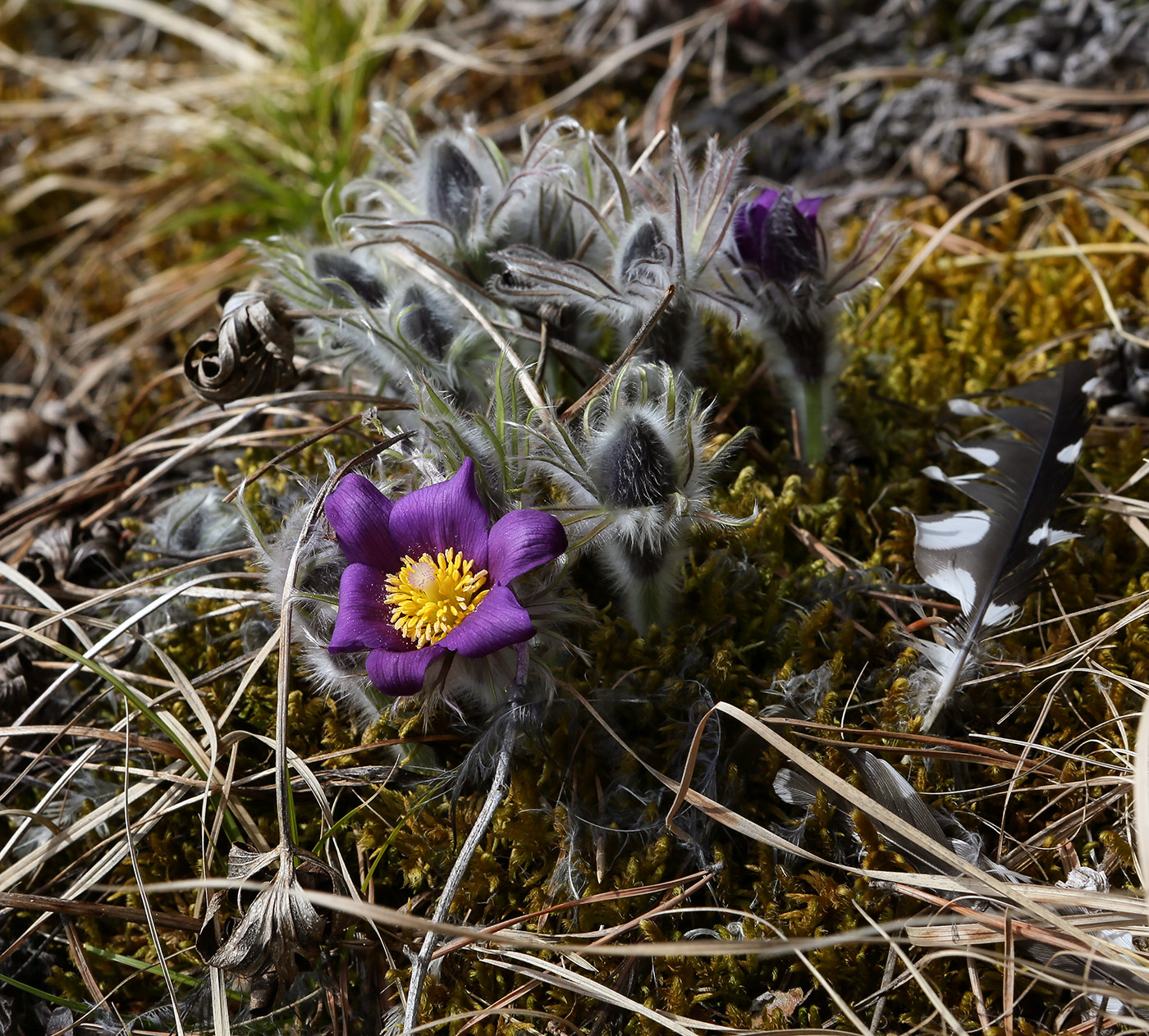 Image of Pulsatilla patens specimen.