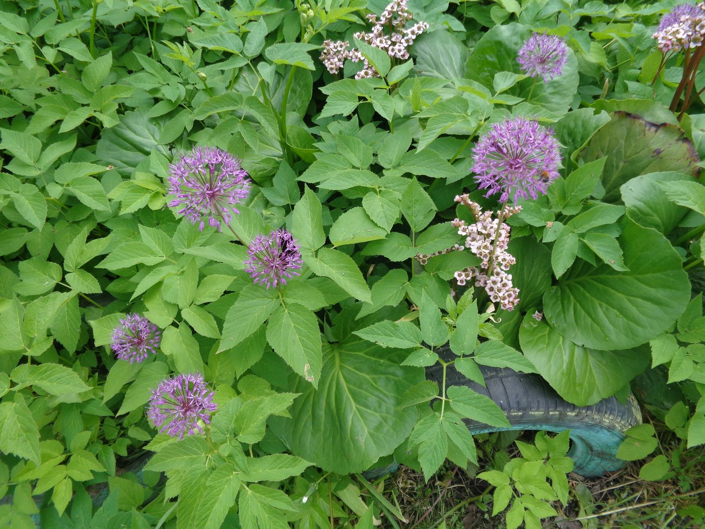 Image of Allium rosenorum specimen.