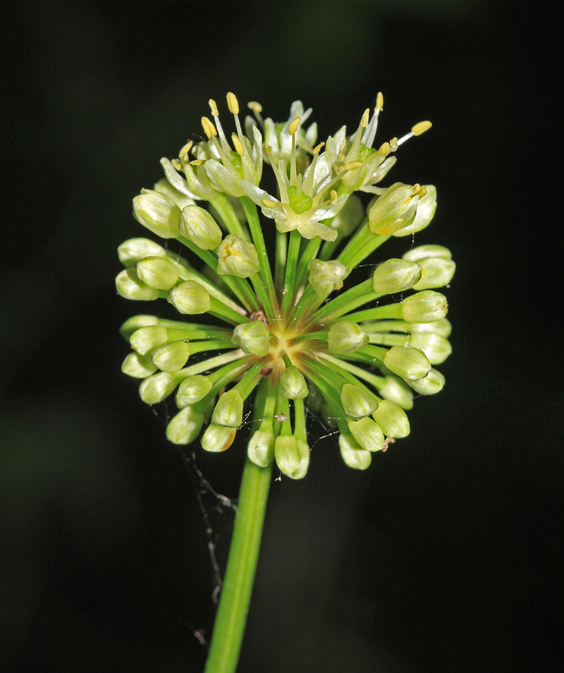 Image of Allium ochotense specimen.