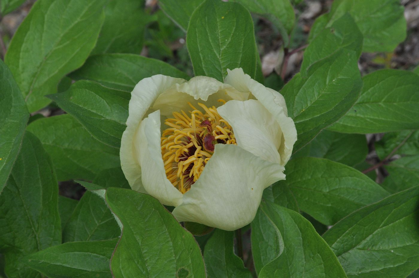 Изображение особи Paeonia macrophylla.