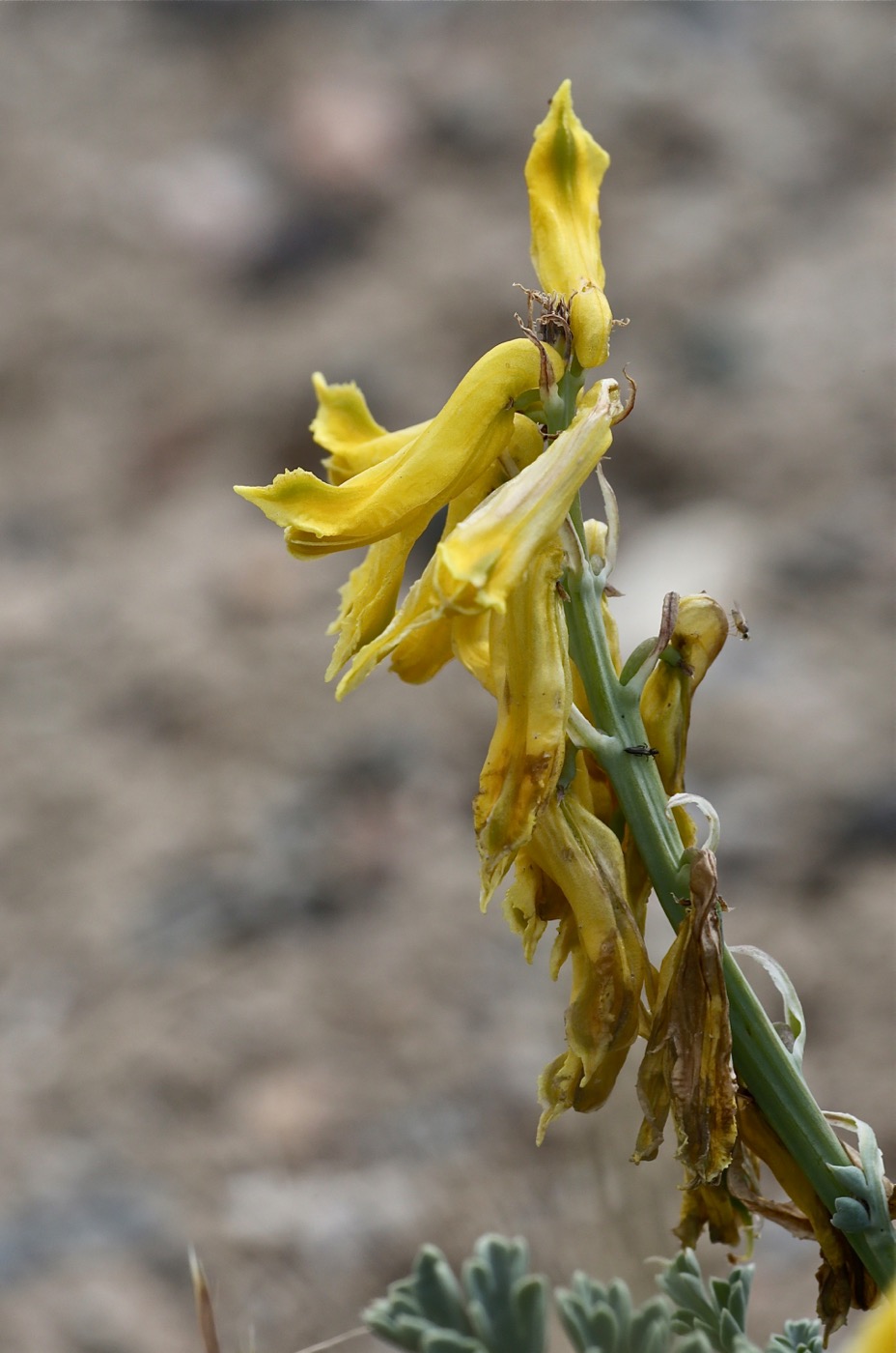 Изображение особи Corydalis stricta.