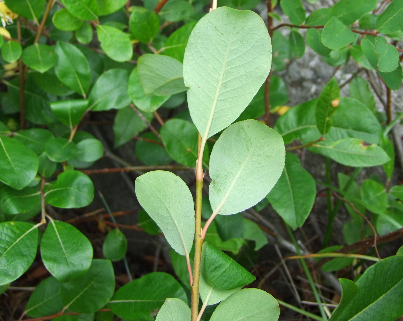 Image of Salix arctica specimen.