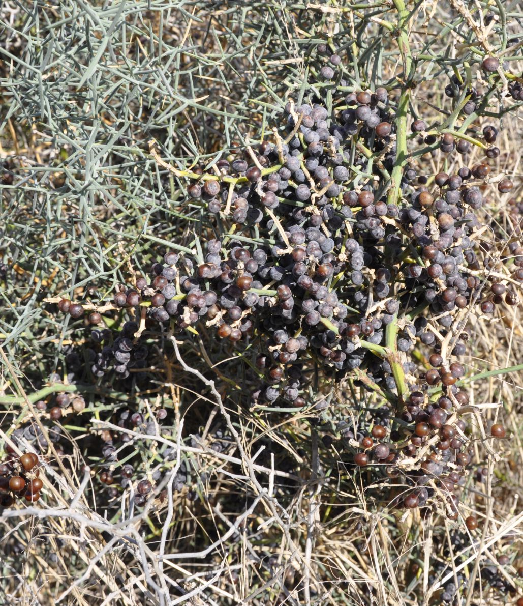 Image of Asparagus horridus specimen.