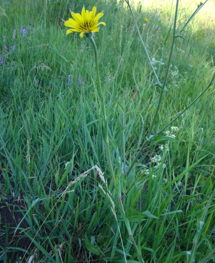 Image of Tragopogon pratensis specimen.