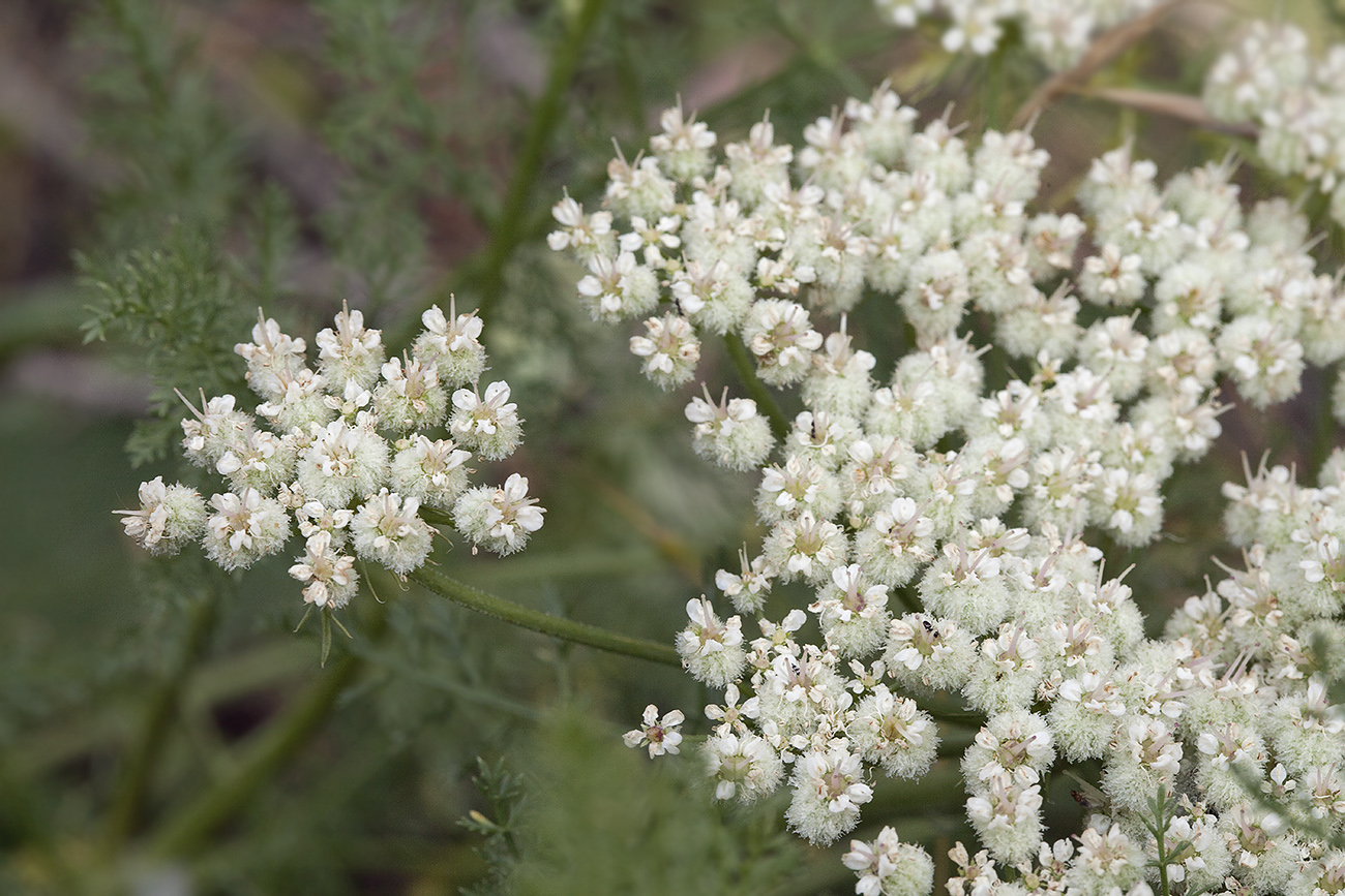 Image of Schrenkia ugamica specimen.