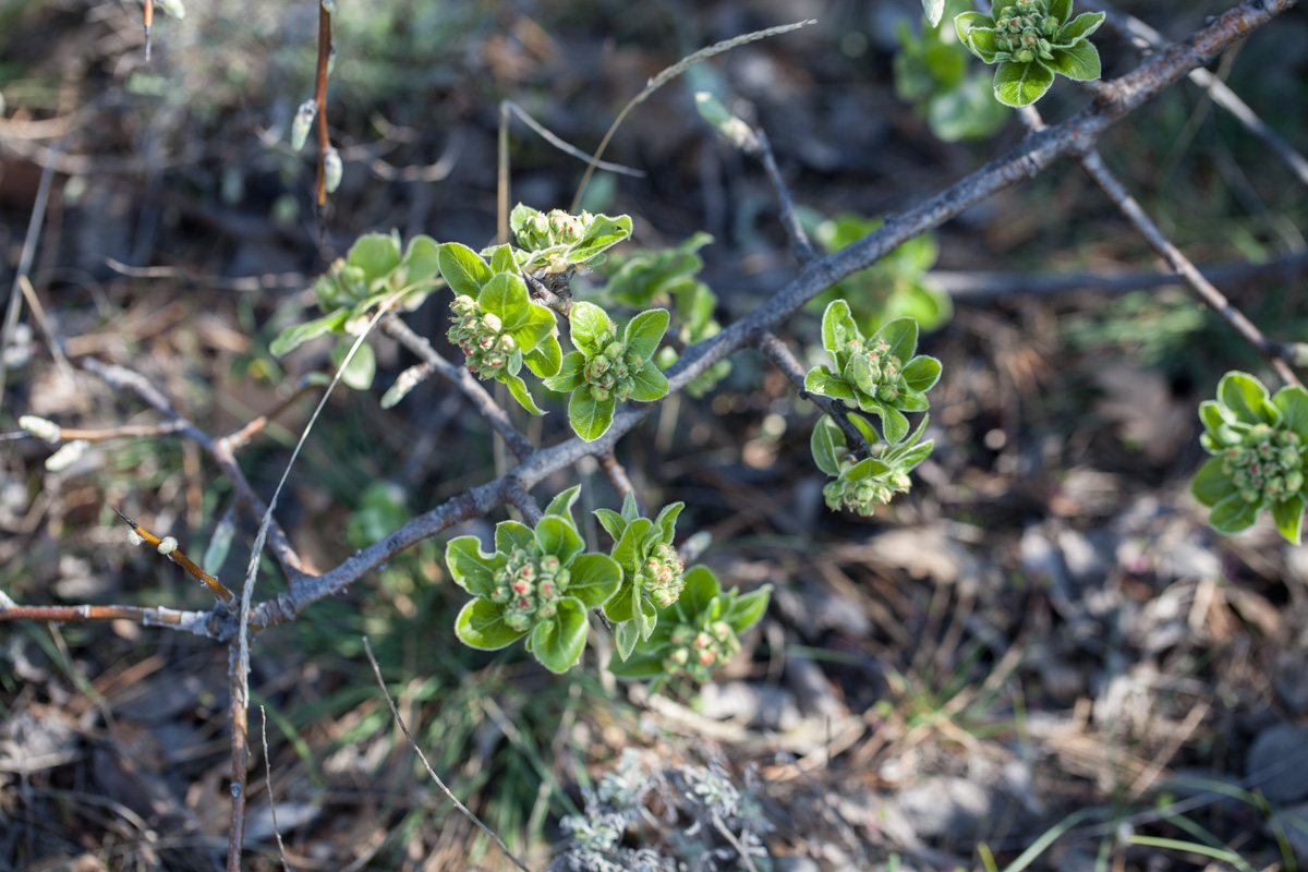 Image of familia Rosaceae specimen.