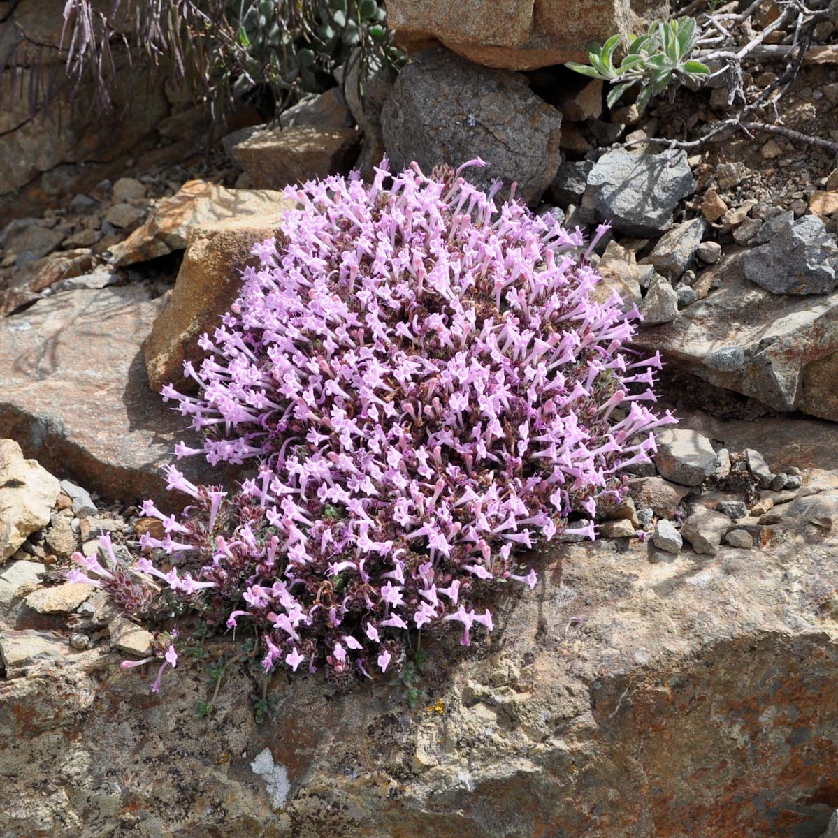 Image of Thymus integer specimen.