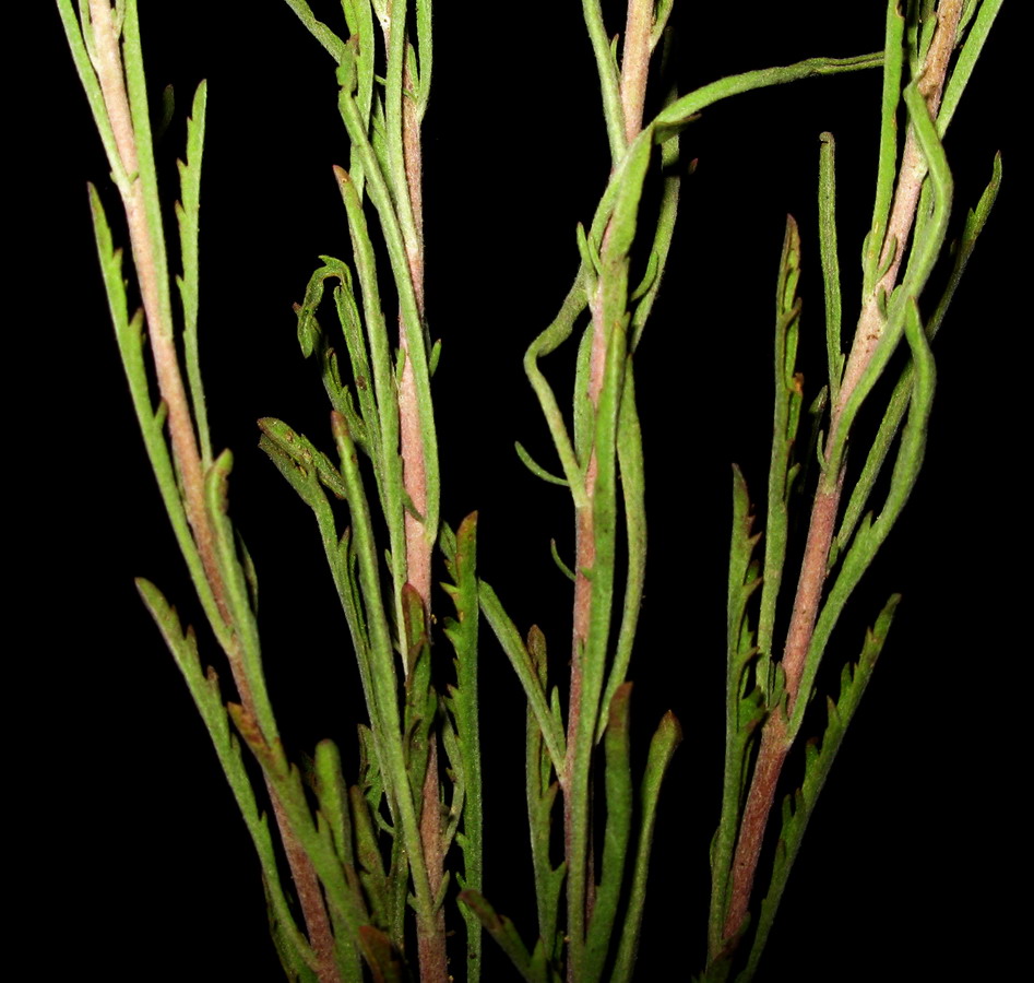 Image of Veronica reverdattoi specimen.