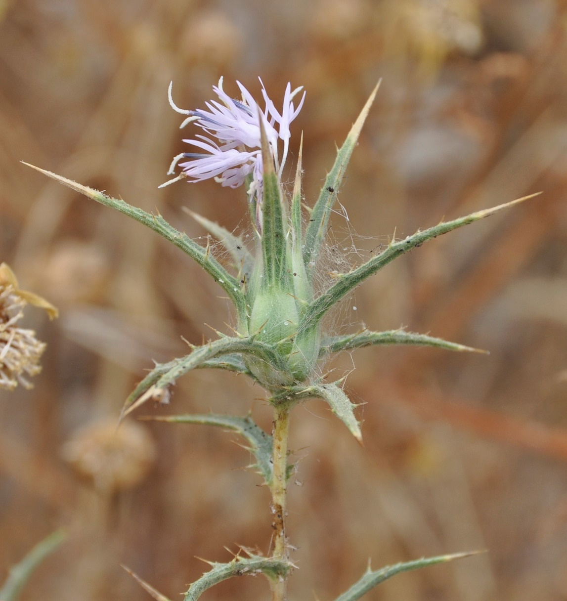 Image of Carthamus tenuis ssp. foliosus specimen.