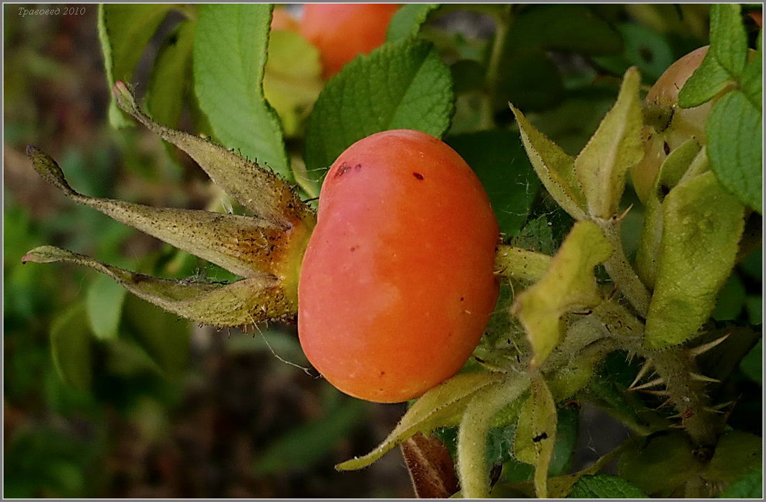 Image of Rosa rugosa specimen.