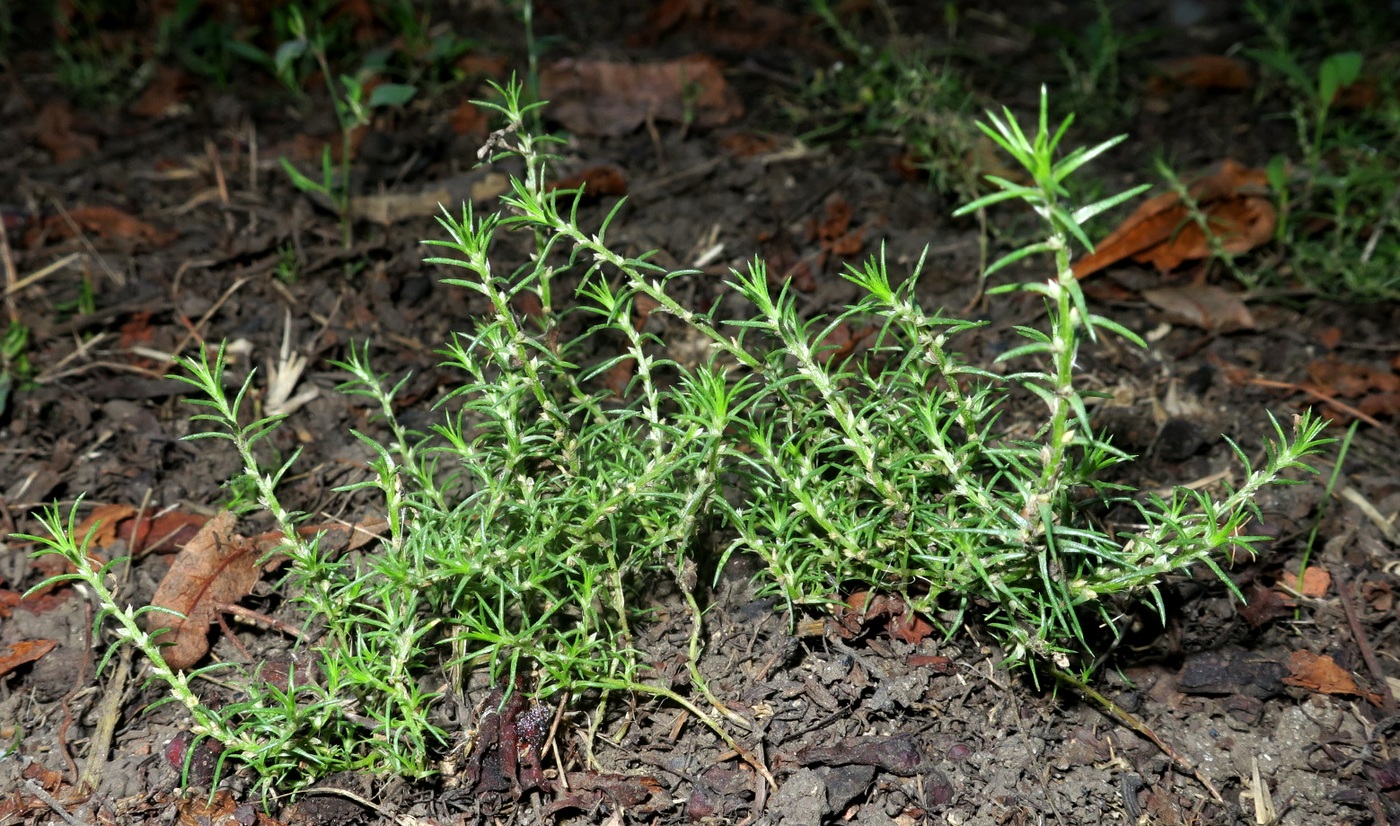 Image of Polycnemum heuffelii specimen.