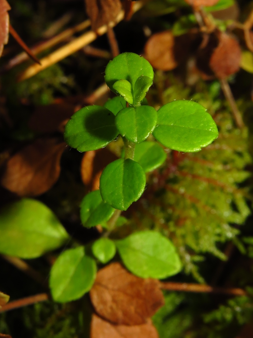 Image of Linnaea borealis specimen.