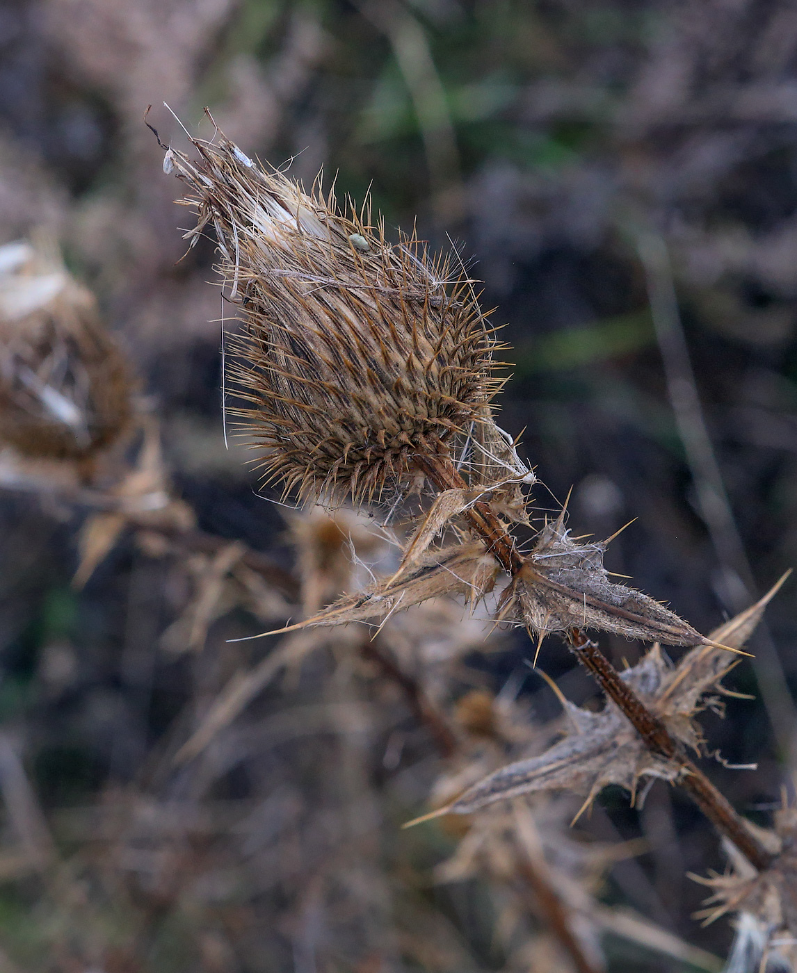 Изображение особи Cirsium vulgare.