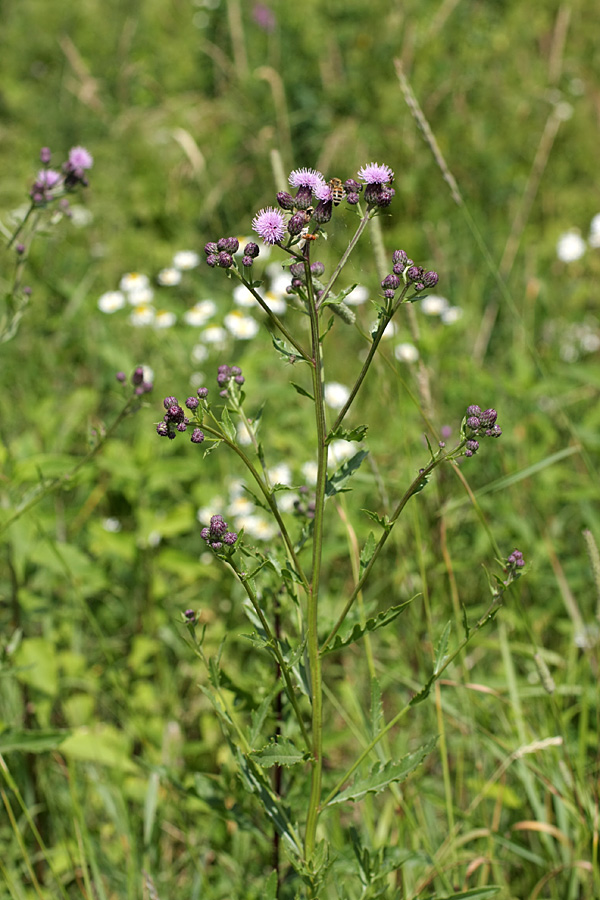 Image of Cirsium arvense specimen.