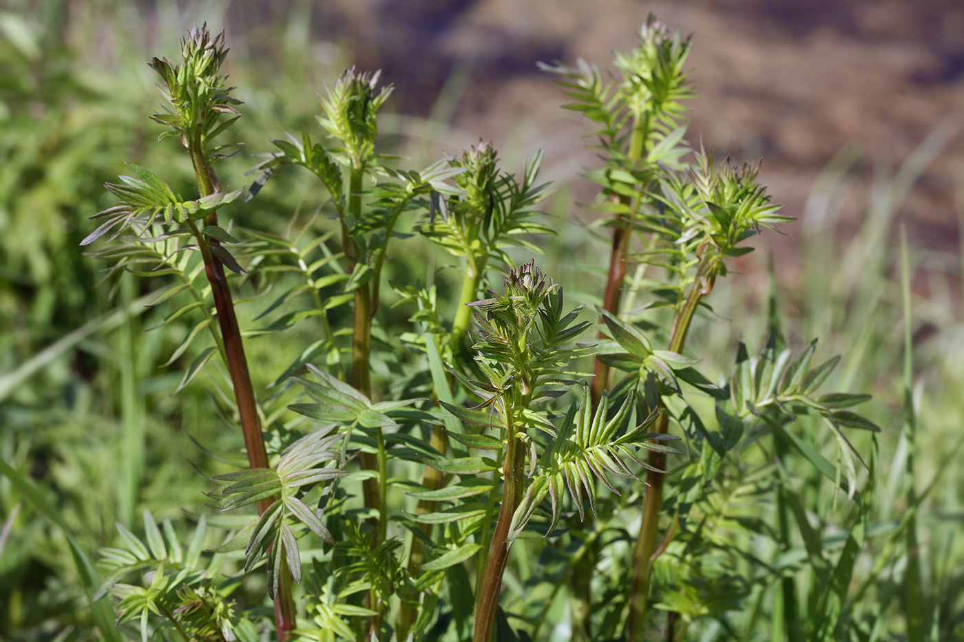 Изображение особи Polemonium caeruleum.