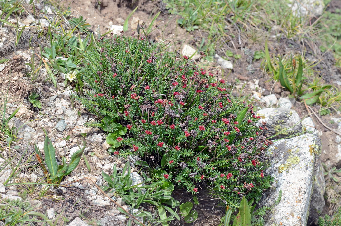 Image of Rhodiola coccinea specimen.