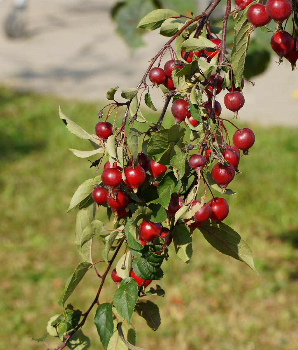 Image of Malus &times; purpurea specimen.