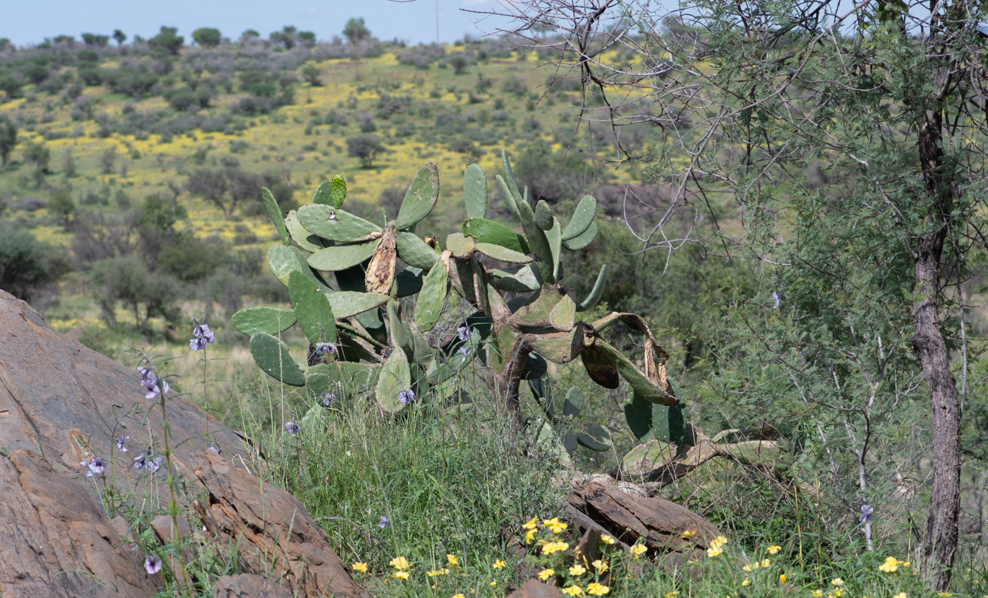 Изображение особи Opuntia ficus-indica.