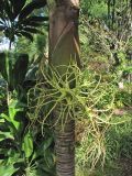 Rhopalostylis baueri. Часть ствола с остатками отцветшего соцветия. Испания, Канарские о-ва, Тенерифе, ботанический сад в Пуэрто-де-ла-Крус, в культуре. 6 марта 2008 г.