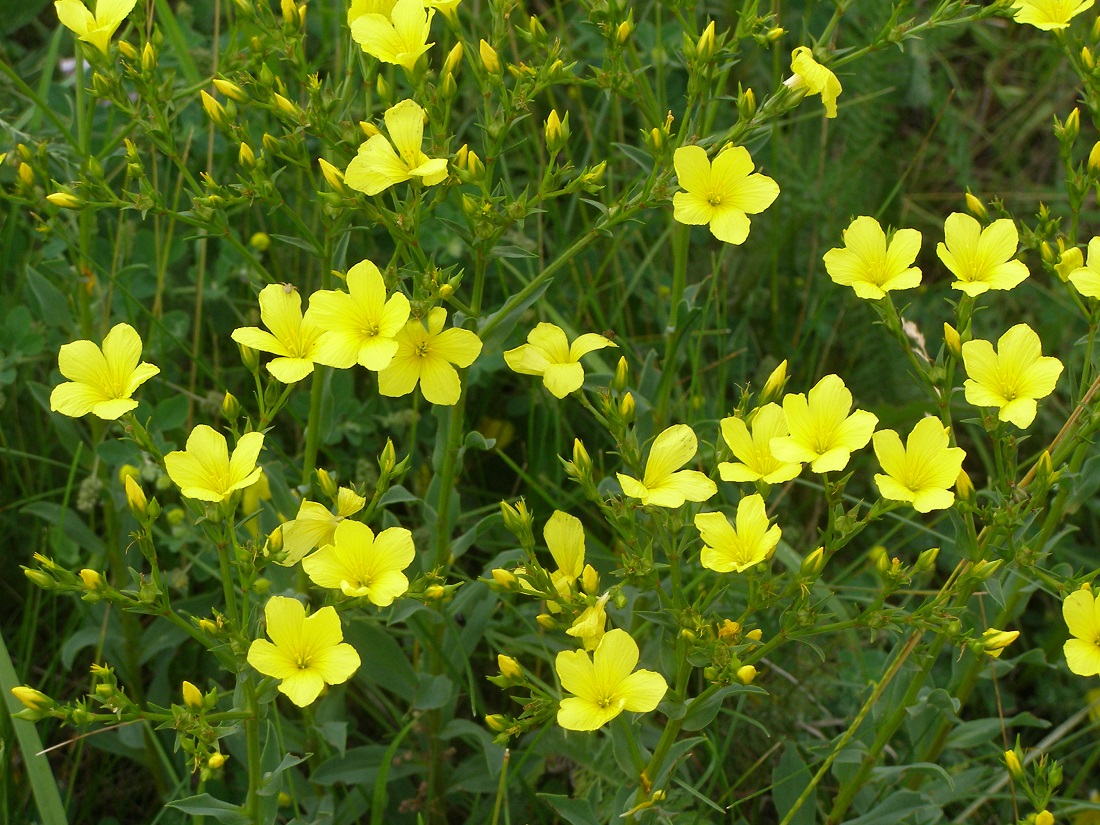 Изображение особи Linum linearifolium.