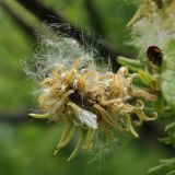 Salix aurita. Соплодие с вскрывающимися вызревшими плодами. Ленинградская обл., Лужский р-н, пойма р. Луга у дер. Кемка. 10.06.2010.