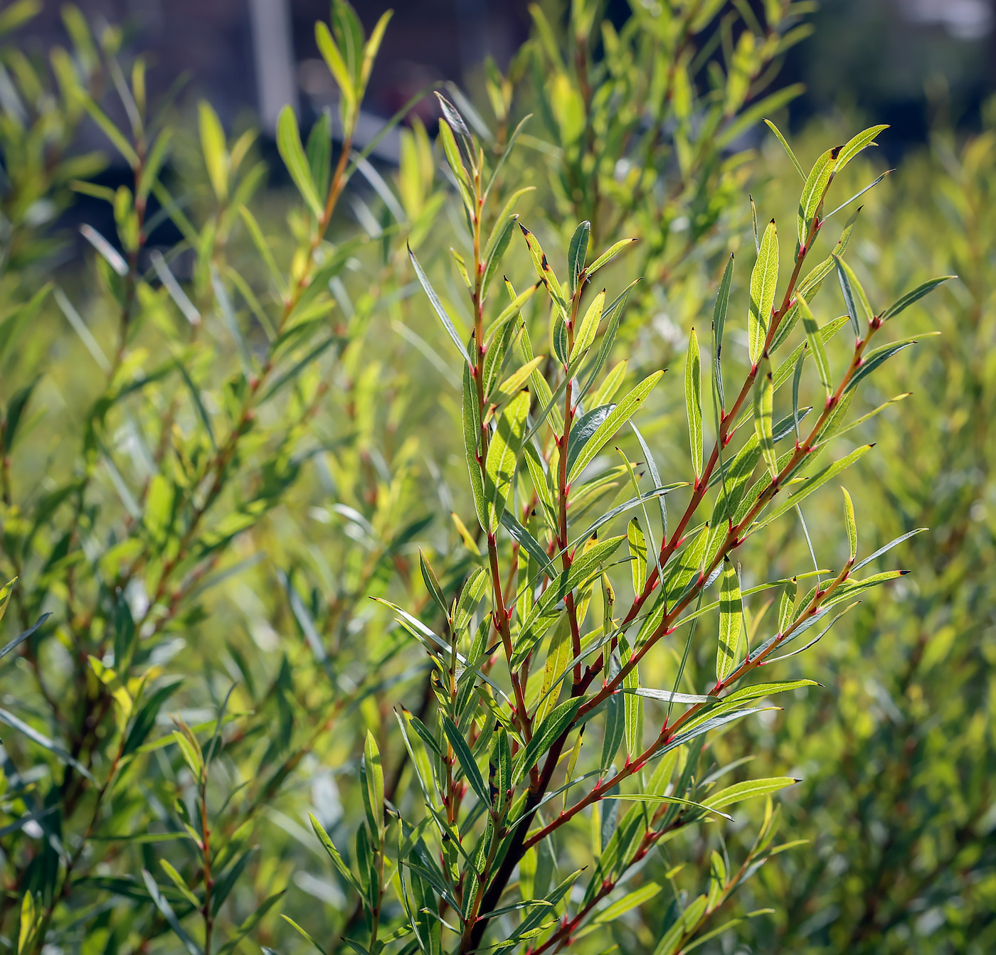 Image of Salix purpurea specimen.