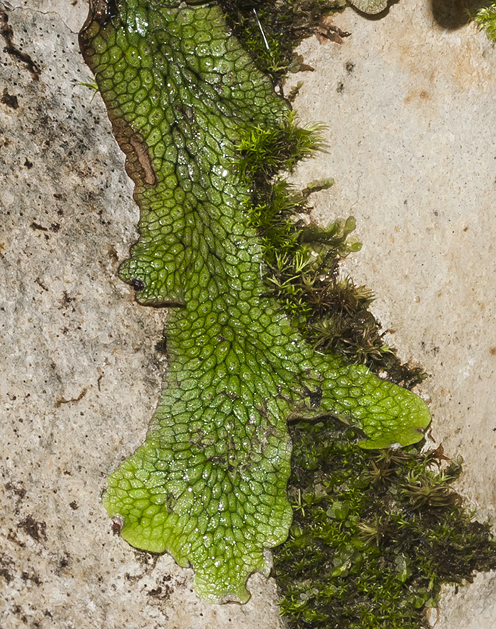 Image of Conocephalum conicum specimen.