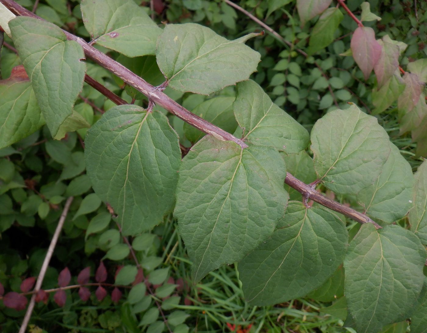 Изображение особи Kolkwitzia amabilis.