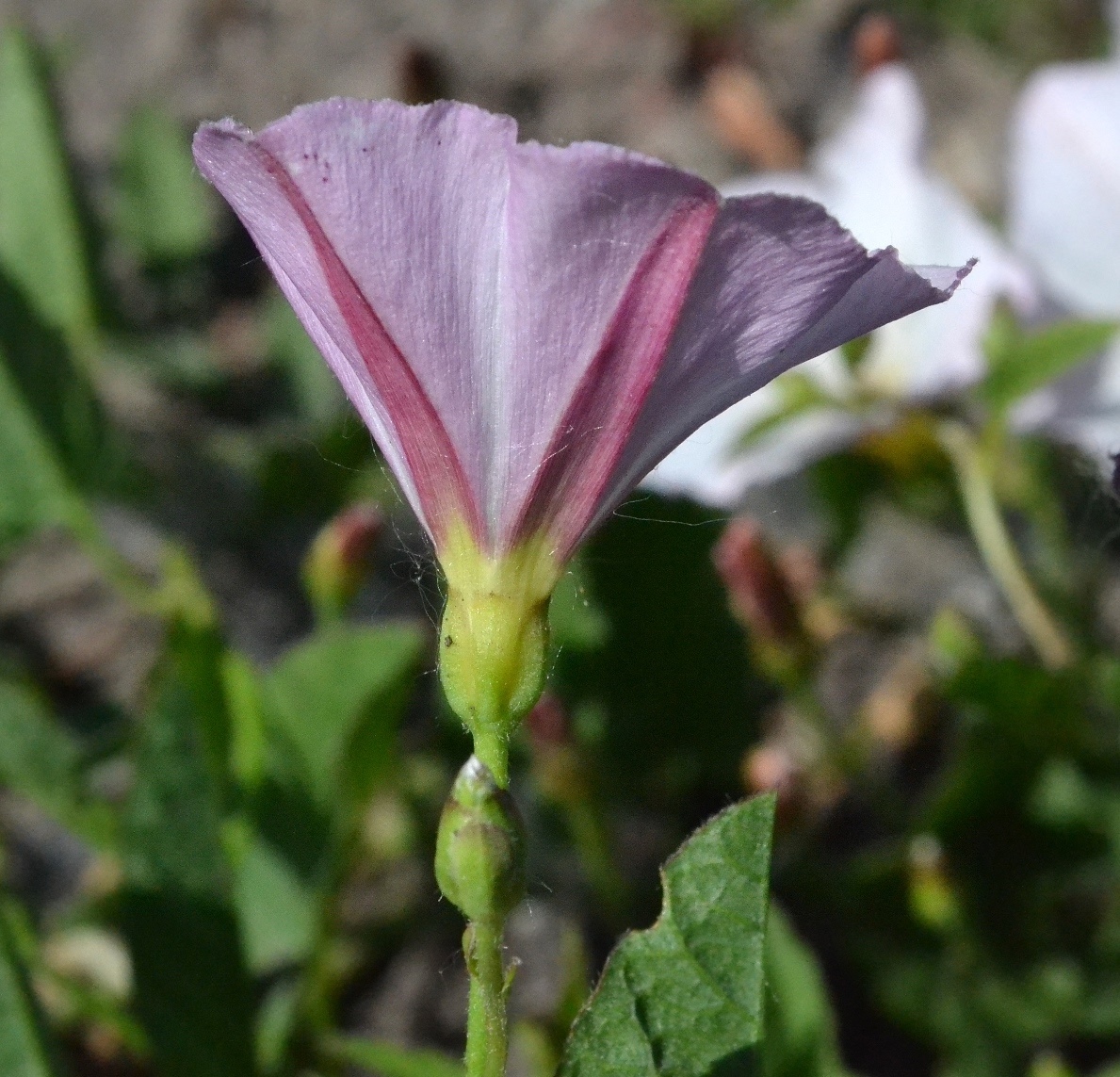 Image of Convolvulus arvensis specimen.