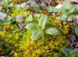 Cerastium подвид tauricum