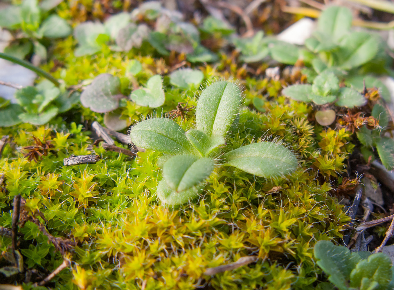 Image of Cerastium brachypetalum ssp. tauricum specimen.