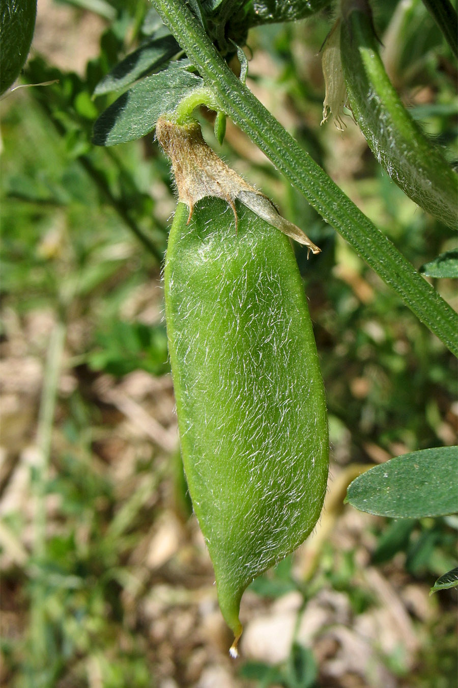 Изображение особи Vicia hybrida.