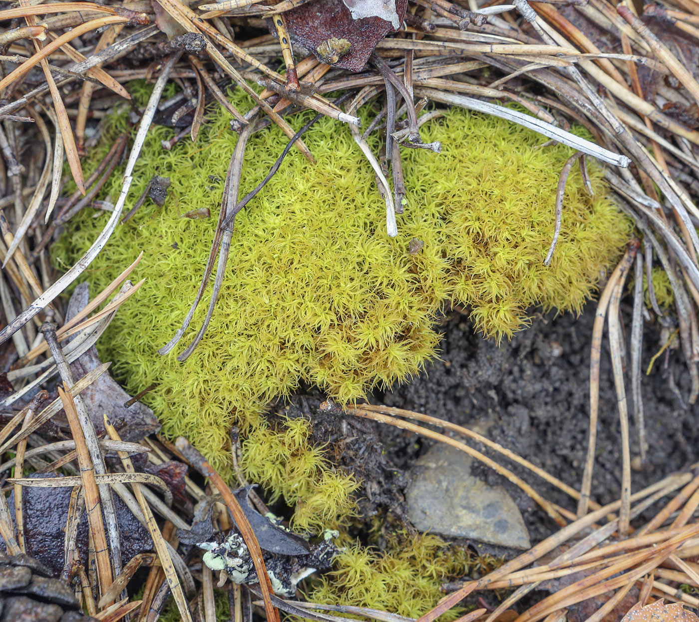 Image of class Bryopsida specimen.