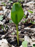 Ophioglossum vulgatum