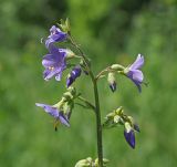 Polemonium caeruleum