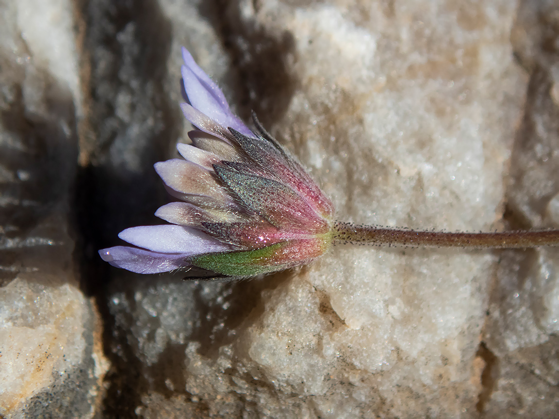 Изображение особи Knautia integrifolia.