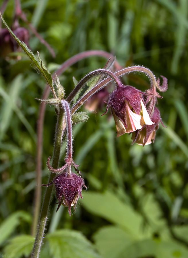 Изображение особи Geum rivale.