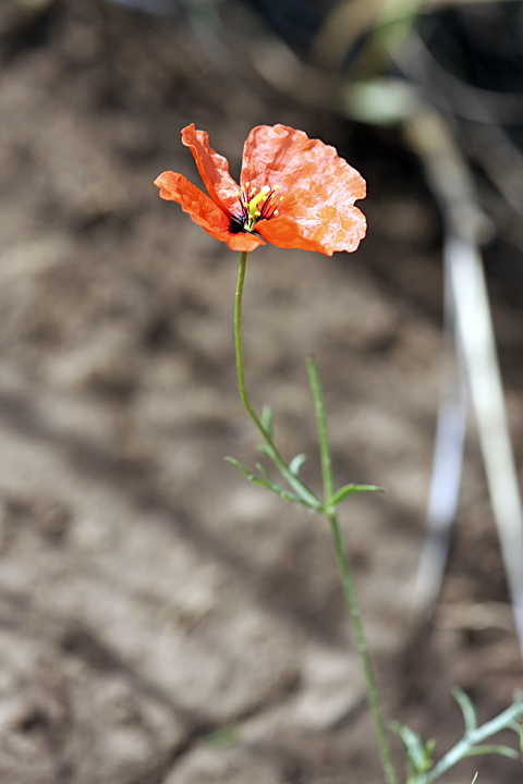 Image of Roemeria refracta specimen.